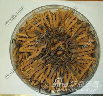 上門回收西藏青海冬蟲夏草13439830111收購?fù)侍枚x